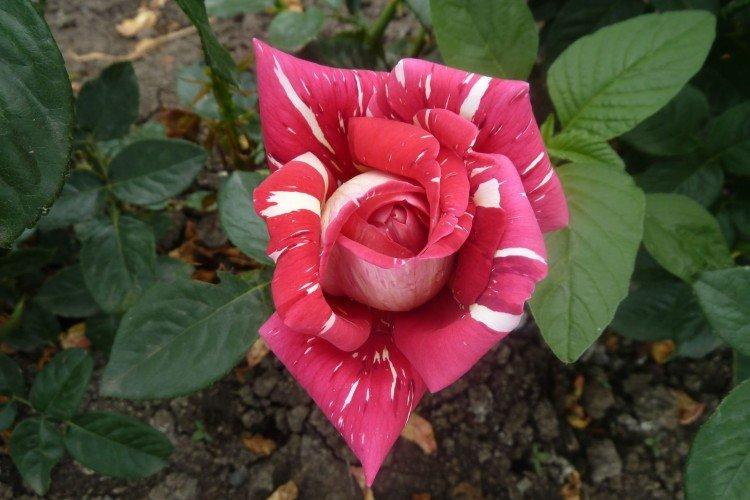 Roses de thé hybrides - photo