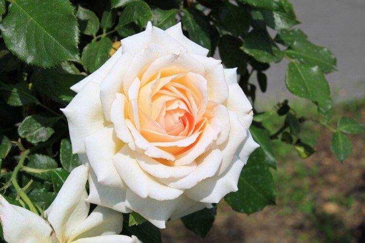 Roses de thé hybrides - photo