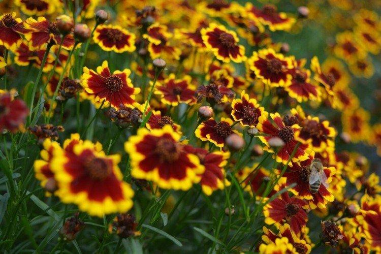 Coreopsis (50 photos): types, soins et plantation en plein champ