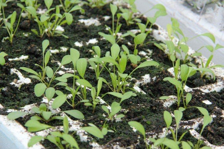 Plantation et sélection