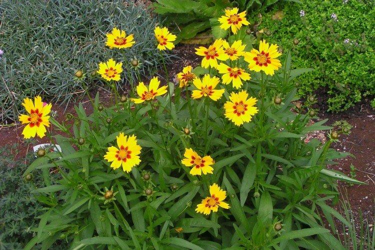 Lutte contre les parasites et les maladies