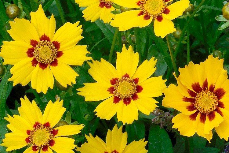 Coréopsis Drummond