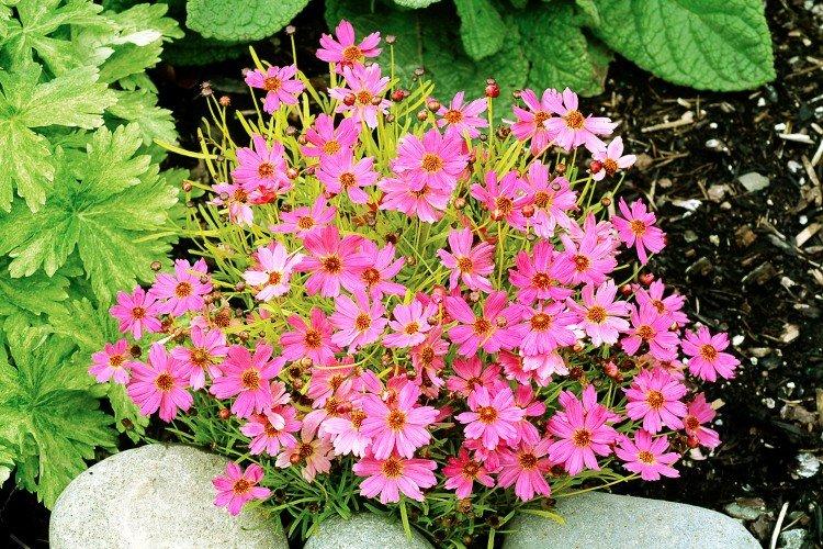 Coréopsis rose