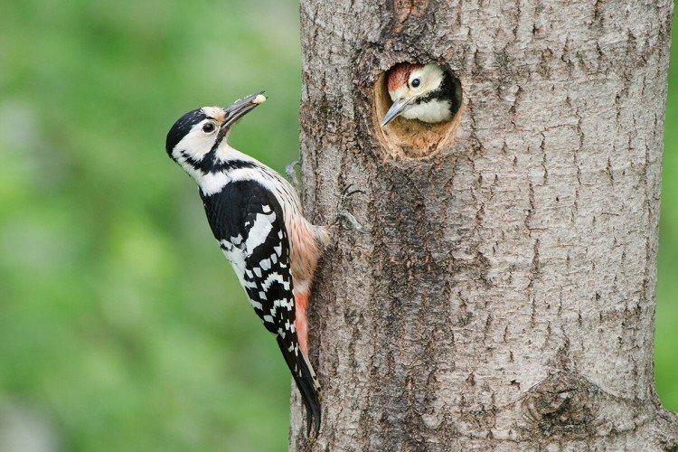 Combien de pics vivent