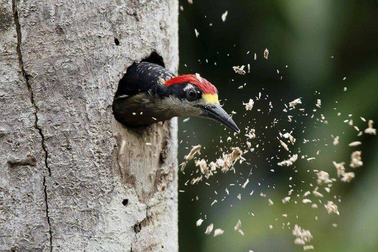 Pic - photo d'oiseau