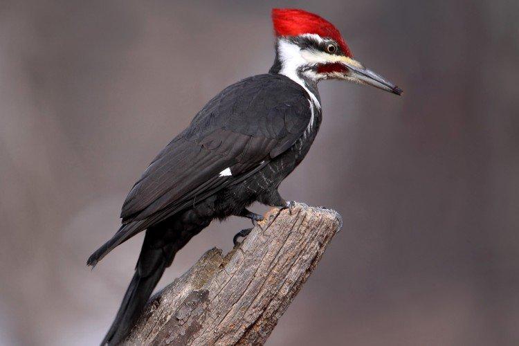 Pic - photo d'oiseau