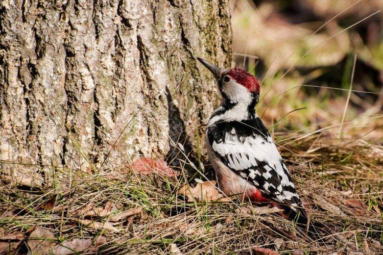 Pic - photo d'oiseau