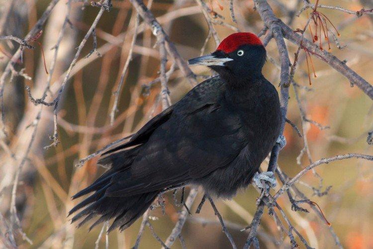 Pic - photo d'oiseau