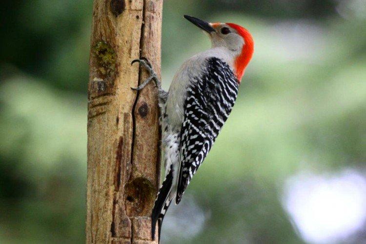 Pic - photo d'oiseau