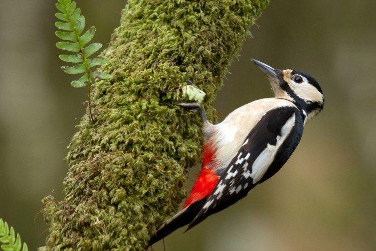 Pic - photo d'oiseau