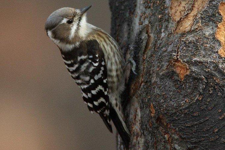 Pic - photo d'oiseau