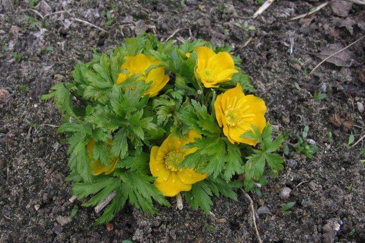 Planter et élever un maillot de bain