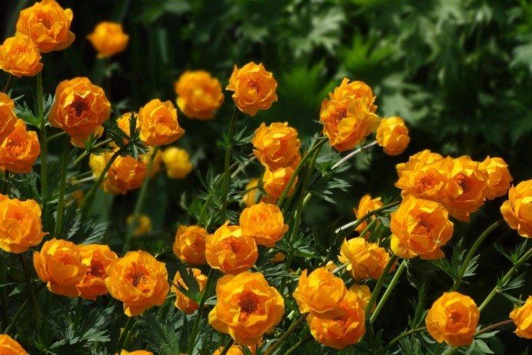 Maillot de bain - photo