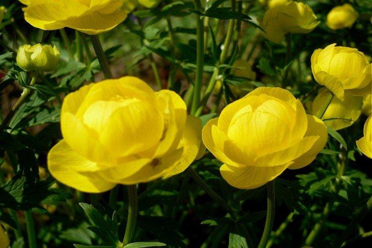 maillot de bain européen