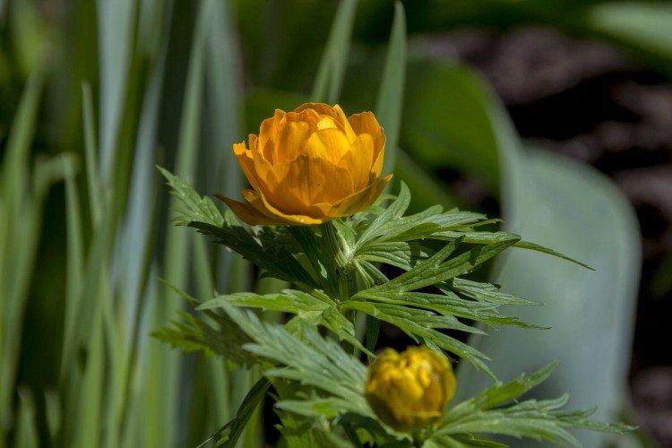 Maillot de bain - photo