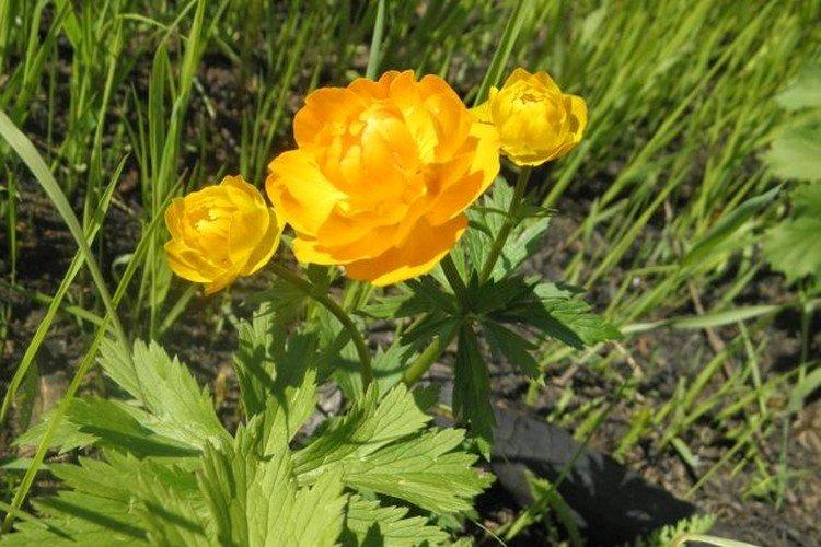 Maillot de bain - photo