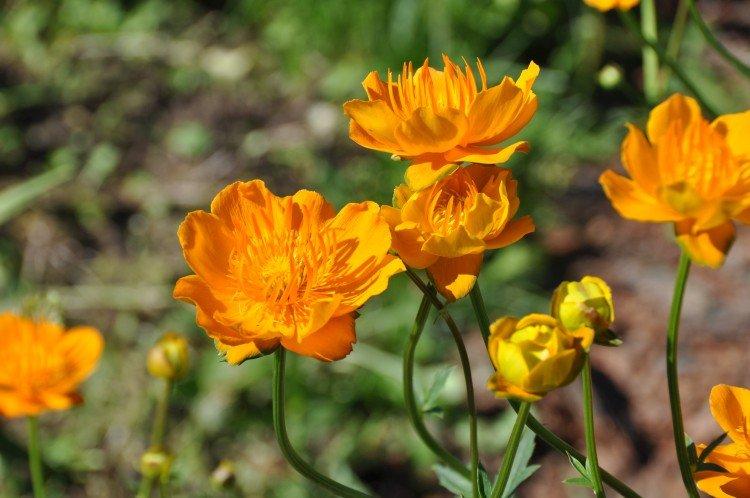 Maillot de bain - photo