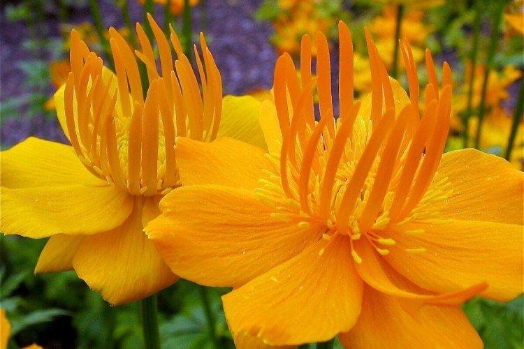 Maillot de bain - photo