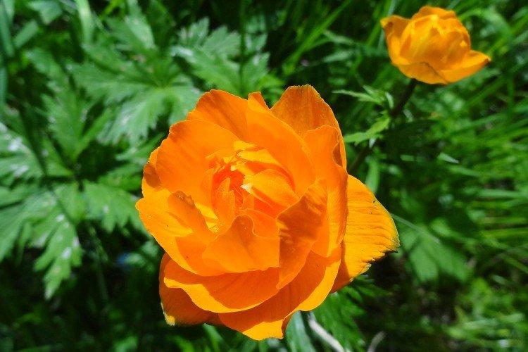 Maillot de bain - photo