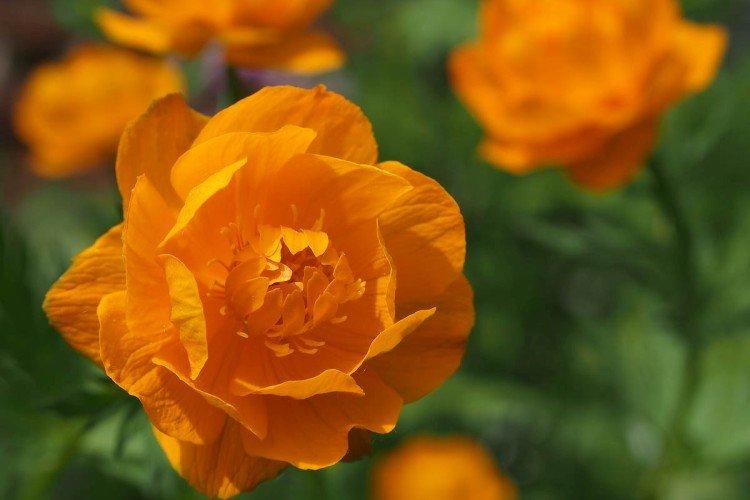 Maillot de bain - photo