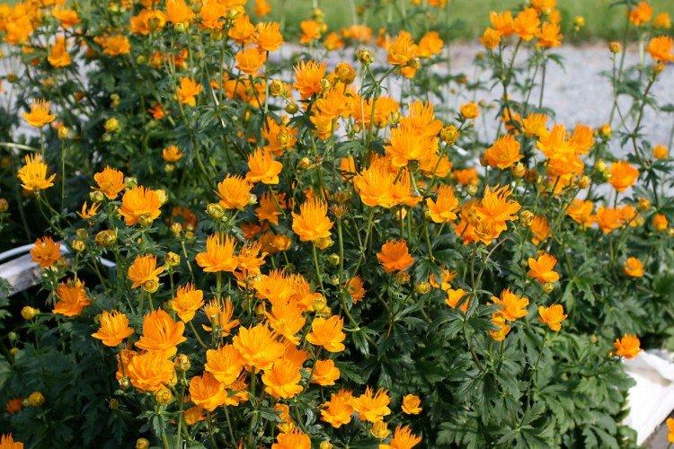 Maillot de bain - photo