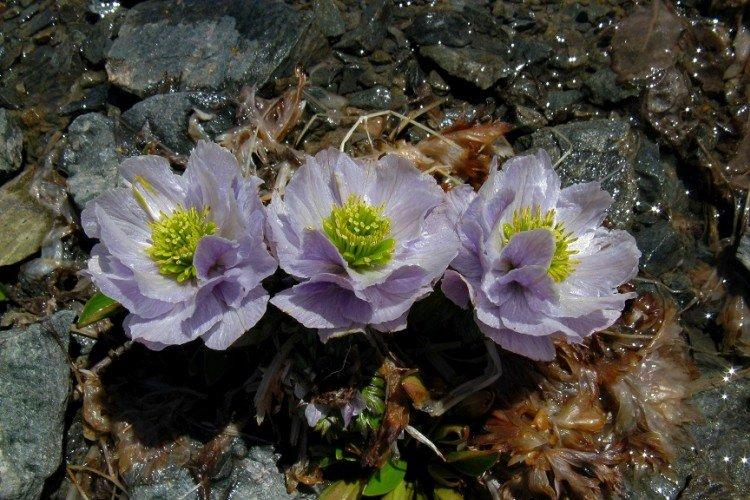 Maillot de bain violet