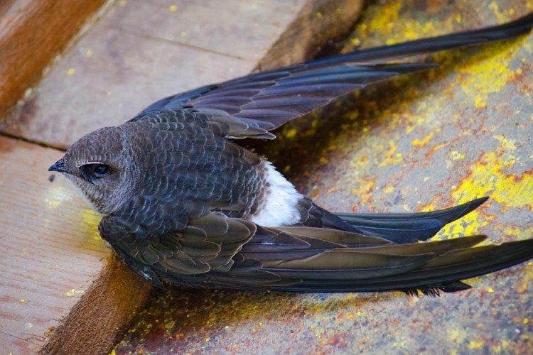 Martinet - photo d'oiseau