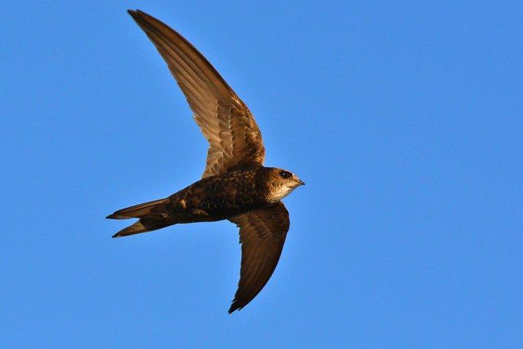 Martinet - photo d'oiseau