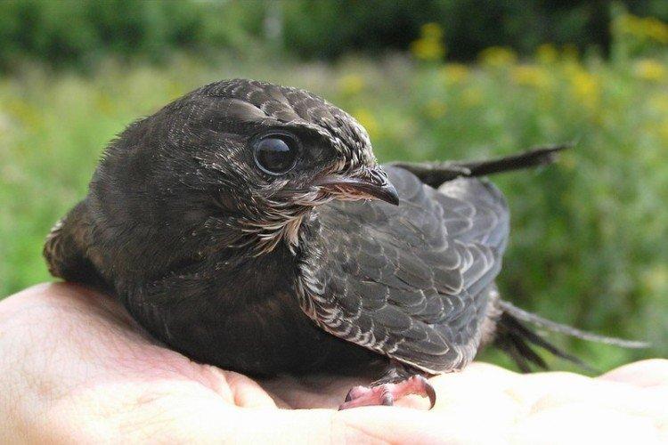 Martinet - photo d'oiseau