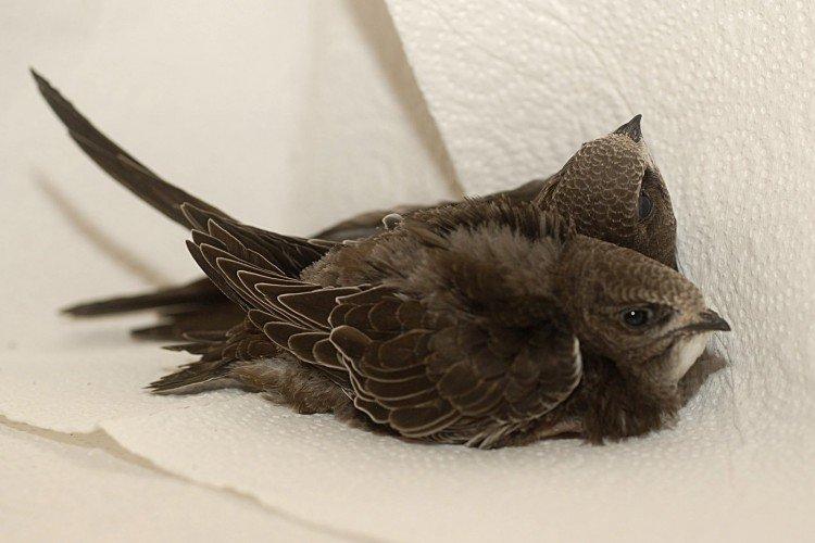 Martinet - photo d'oiseau