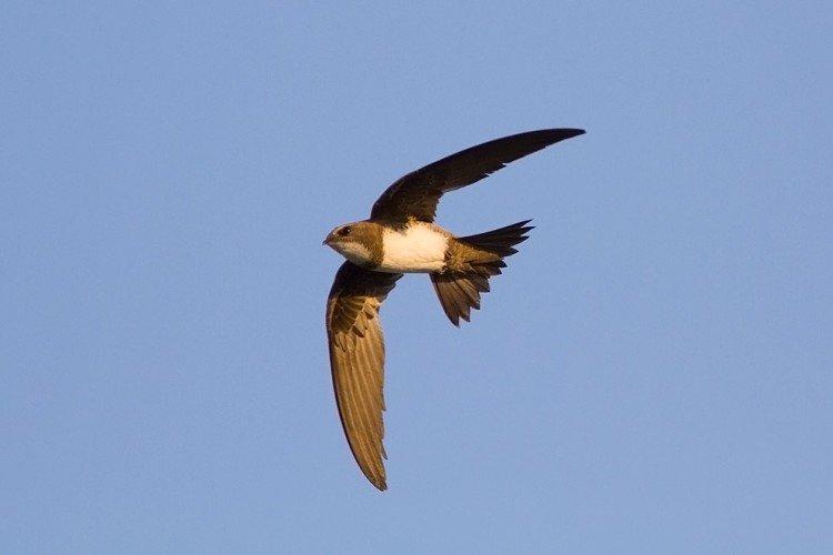 Martinet à ventre blanc