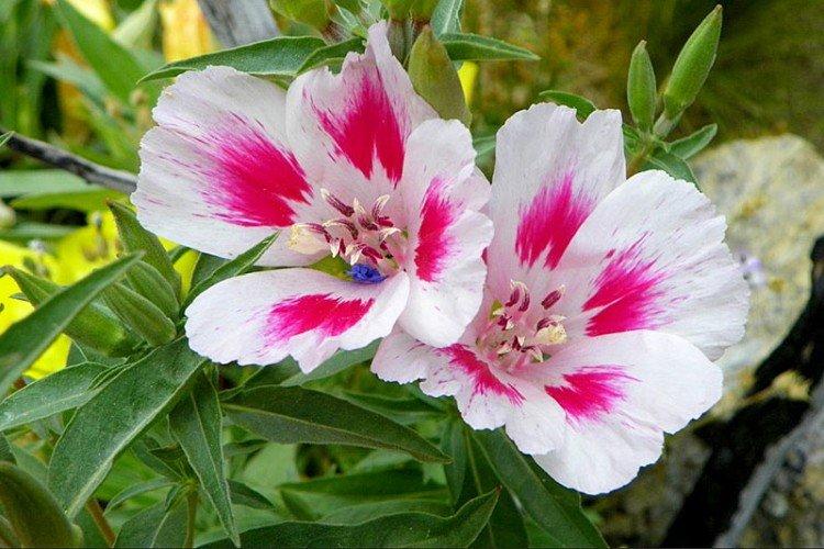 Clarkia - photo