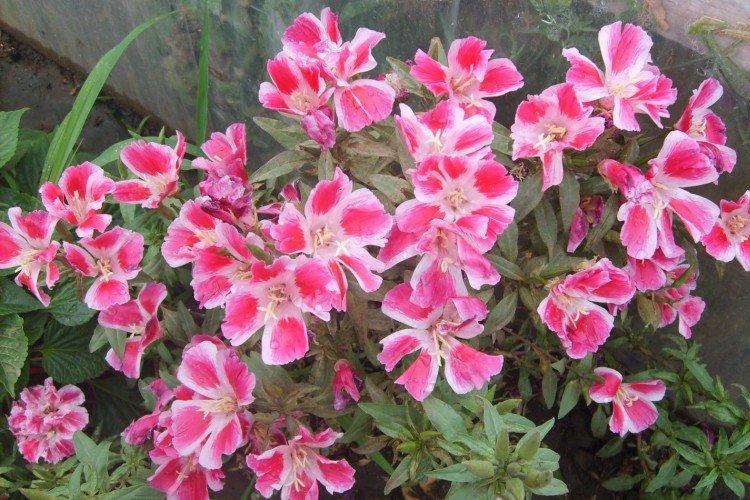 Clarkia - photo