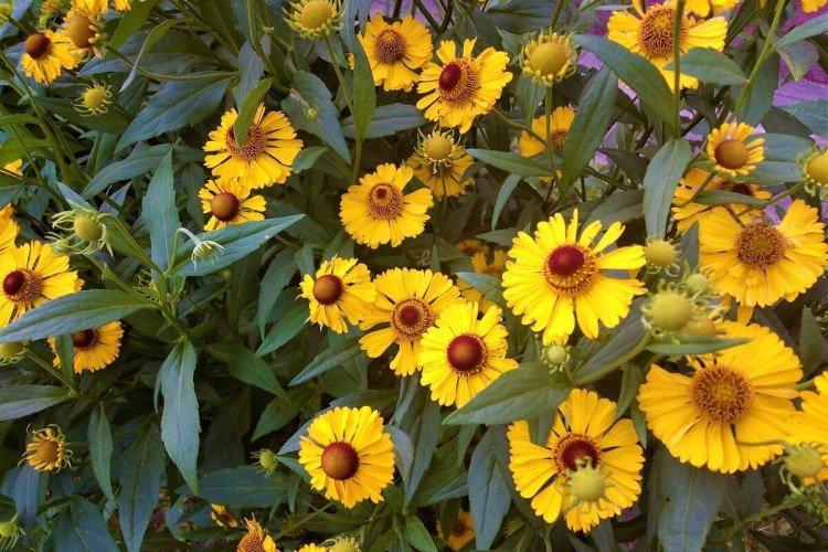 Engrais et alimentation