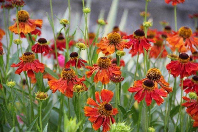 Lutte contre les parasites et les maladies