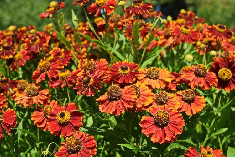 Hélénium d'automne