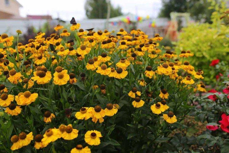 hélinium de printemps