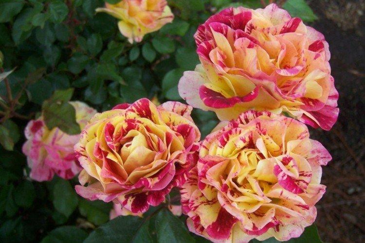 Engrais et alimentation