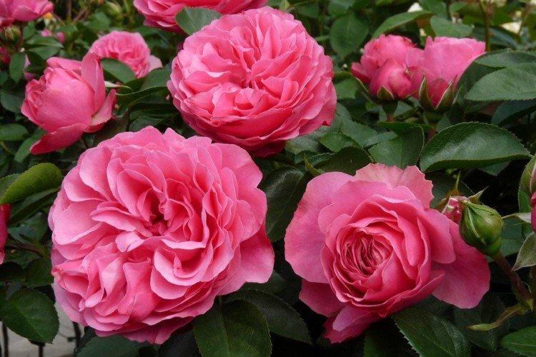 Rosier Floribunda - photo