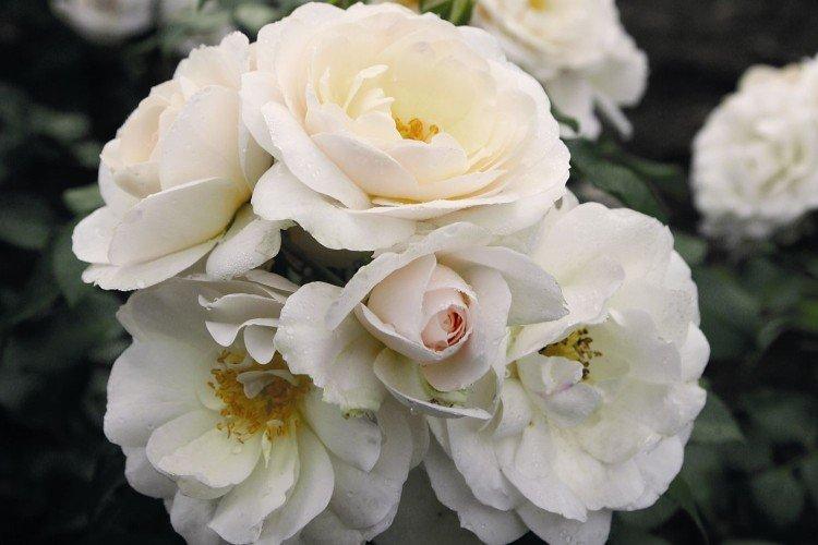 Rosier Floribunda - photo