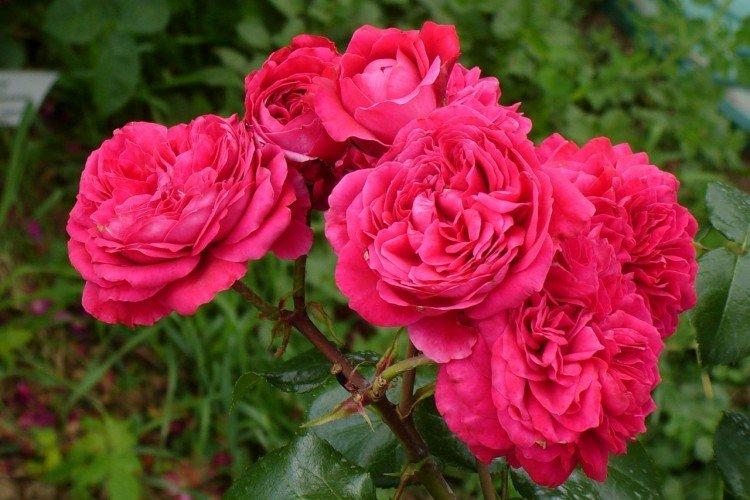 Rosier Floribunda - photo