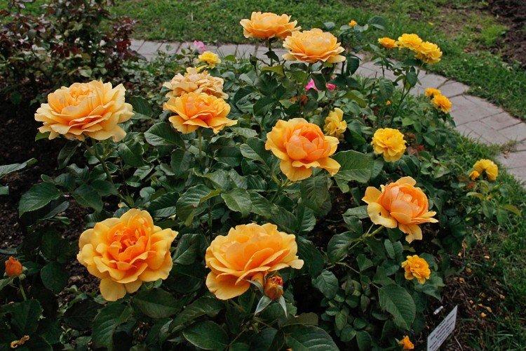 Rosier Floribunda - photo