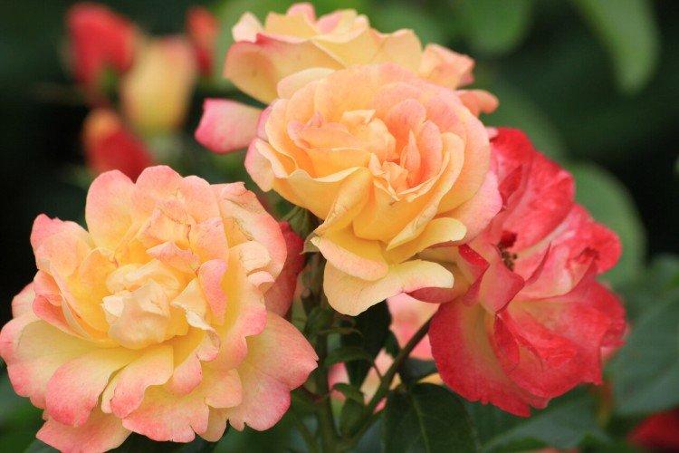 Rosier Floribunda - photo