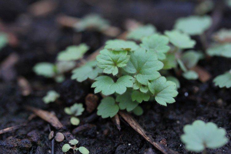 Plantation et reproduction de Potentilla