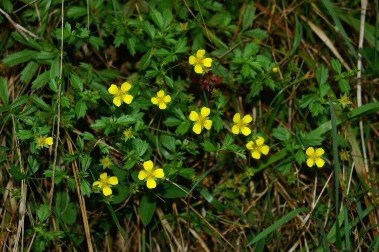 Quintefeuille dressée