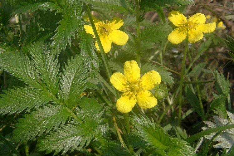 Potentille - photo