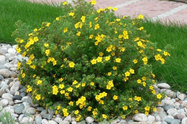 Potentille arbustive