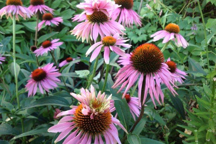 Échinacée - photo