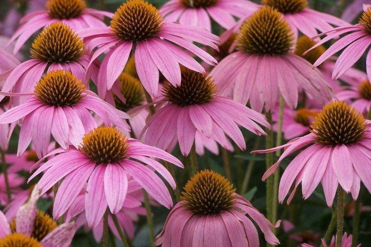 Échinacée - photo