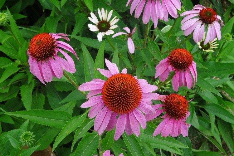 Échinacée - photo